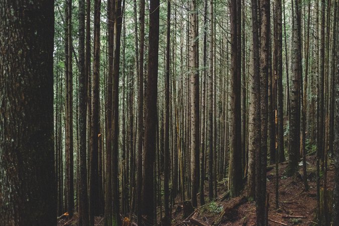 tall tress in forest during daytime photo – Free Forest Image on Unsplash