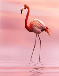 flamingo - Google Search