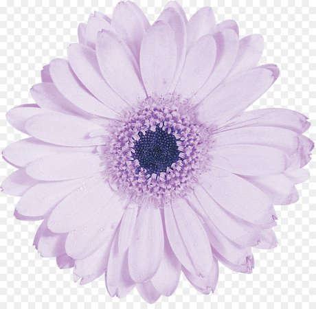 kisspng-cut-flowers-photography-petal-purple-gerbera-5acd5bfb4b46a3.2132562015234078673083.jpg (900×880)