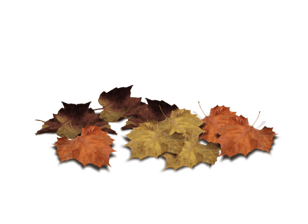 fall leaves road png - Google Search