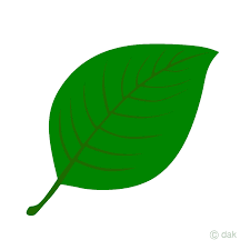 leaf clipart - Google Search
