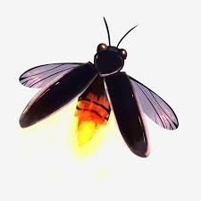 firefly png - Google Search