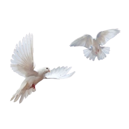 doves - png-heaven