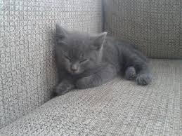 grey kitty - Google Search