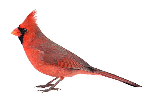northern-cardinal-cardinalis-isolated-picture-id119939359 (612×403)