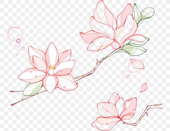 Euclidean Vector Flower Southern Magnolia, PNG, 750x634px, Flower, Branch, Cherry Blossom, Drawing, Flora Download Free