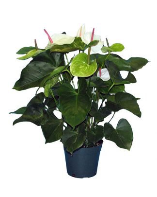 Buy Euphorbia tirucalli, Cactus Pencil Tree | Free Shipping over $100