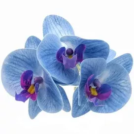 orchids blue - Google Search