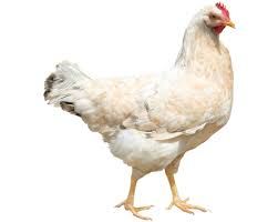 chicken png - Google Search