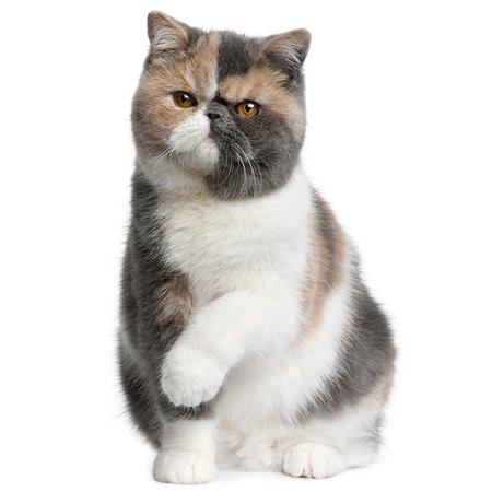 Exotic Shorthair Cat Breed Information | Temperament & Health