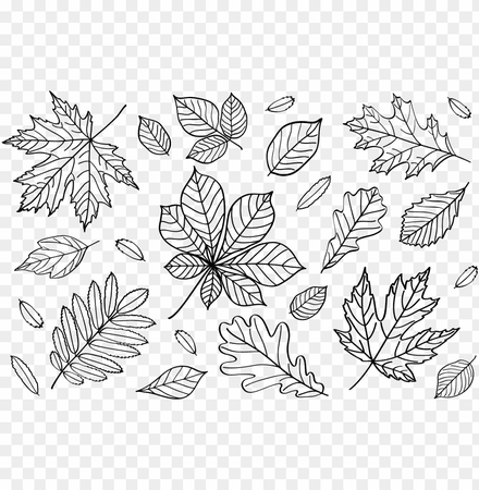 clipart autumn leaves outlines png fall leaf outline - line art PNG image with transparent background | TOPpng