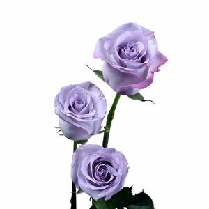 lavender rose - Google Search