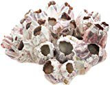 Amazon.com: The Seashell Company Small Barnacle Cluster 7-9 | Aquarium & Terrarium Ornament Piece for Decoration | Natural Purple Barnacle Cluster for Craft and Decor: Home & Kitchen