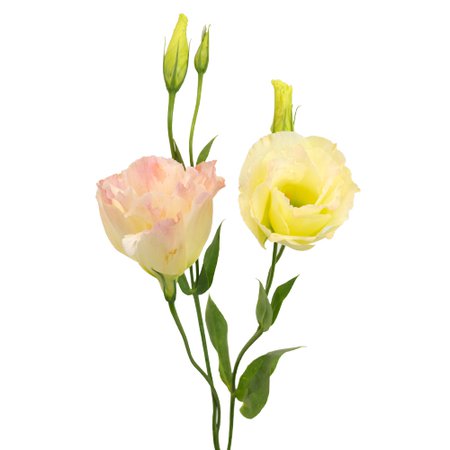 Hues of Apricot Lisianthus Flower | FiftyFlowers.com