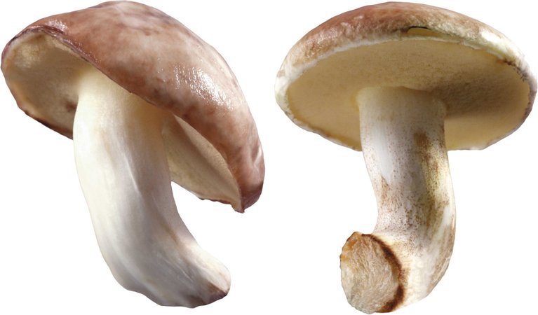 dos mushrooms
