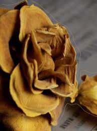 gold flowers tyrell - Google Search