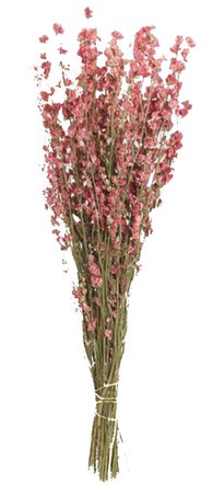 Pink dried flowers