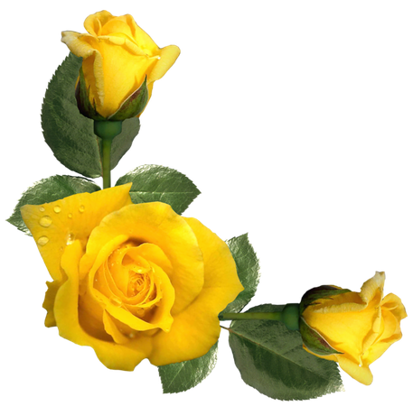 Pin by Victorian Era on PRINT & SCRAP ✂ GARDEN FLOWERS in 2018 | Pinterest | Yellow, Yellow roses and Rose