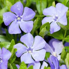periwinkle - Google Search