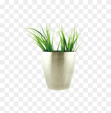 Decor plant