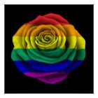 Rainbow Gay Pride Rose Flag on Black Poster | Zazzle.com