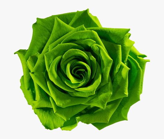 Green Aesthetic Flower