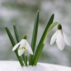 (33) Pinterest - Pin by I'm Nothing on snow drops