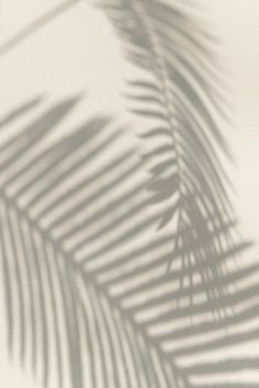 Blurred green palm leaves on off white background