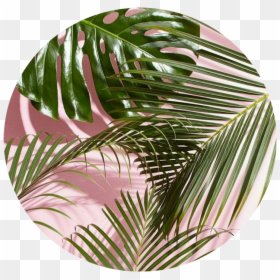 aesthetic circle pink green plant