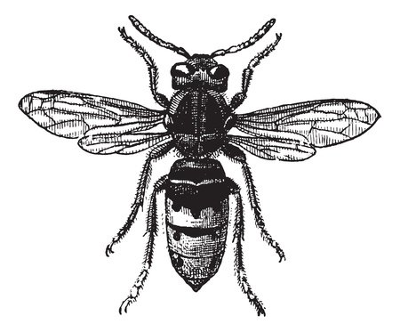 Old Engraved Illustration Of A Wasp Or Vespa Vulgaris, Isolated.. Royalty Free Cliparts, Vectors, And Stock Illustration. Image 13696974.