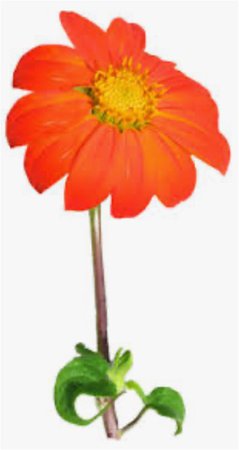 orange flower filler