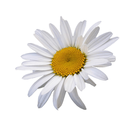 Oxeye daisy Common daisy Flower Chamomile Clip art - flower png download - 1500*1500 - Free Transparent Oxeye Daisy png Download. - Clip Art Library