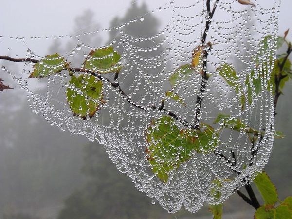 Dewdrops on a spider web