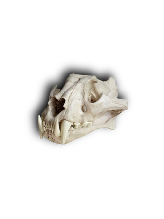 replica tiger skull bones cats