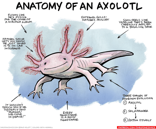 Sheldon by Dave Kellett for September 13, 2017 | Axolotl, Cute animal drawings, Cute animals