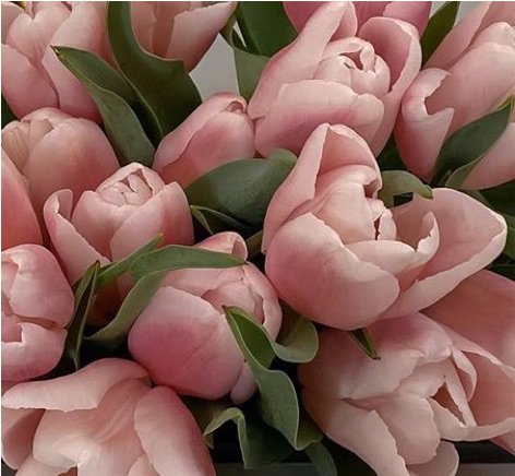 pink tulips bunch