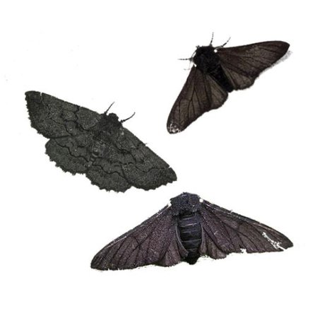 black moths