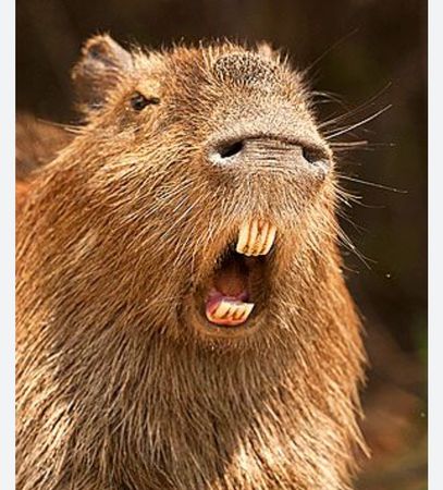 angry capybara