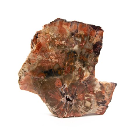 Arizona Petrified Wood Slab Mineral Specimen by Kingdom | Etsy Sweden