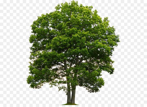 oak tree no background - Google Search