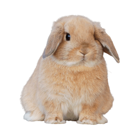 brown holland lop bunny rabbit