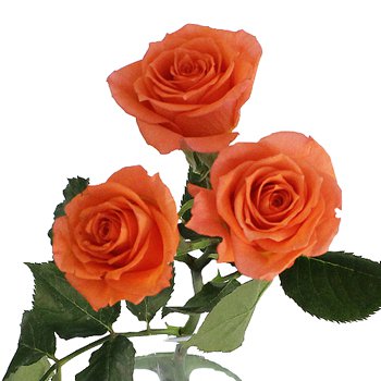 Hot Salmon Orange Petite Rose | FiftyFlowers.com