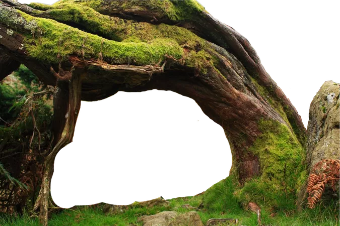 tree root cave nature
