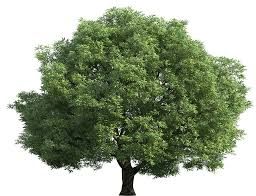 tree png - Google Search