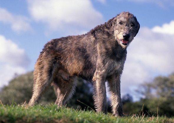 irish wolfhound dog