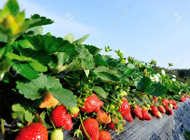 strawberry field - Google Search