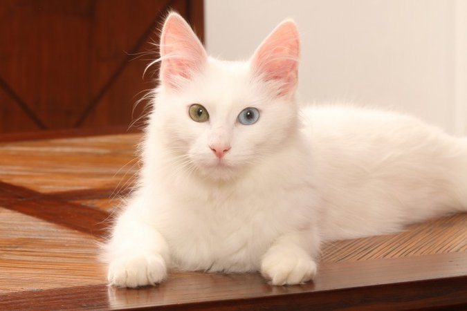 All about odd-eyed cats | Pets4Homes