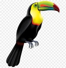 tropical bird png - Google Search