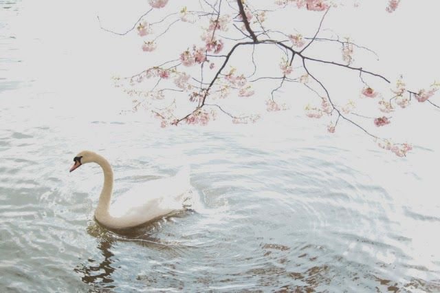 photo by Ariane Reichardt | Princess aesthetic, Goddess of love, Swan lake