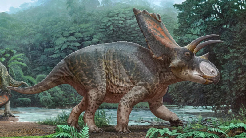 Triceratops dinosaur